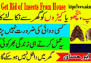 Dua To Get Rid of Insects From House
